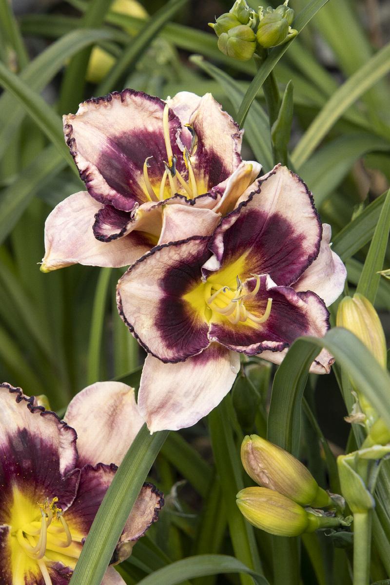 Skye Daylily - Thumbnail 3