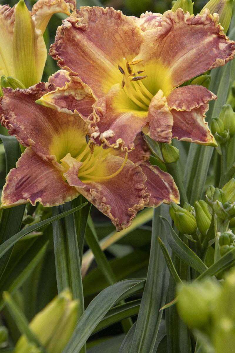Skye Daylily