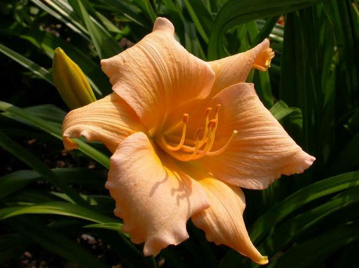 Day Lily Hemerocallis