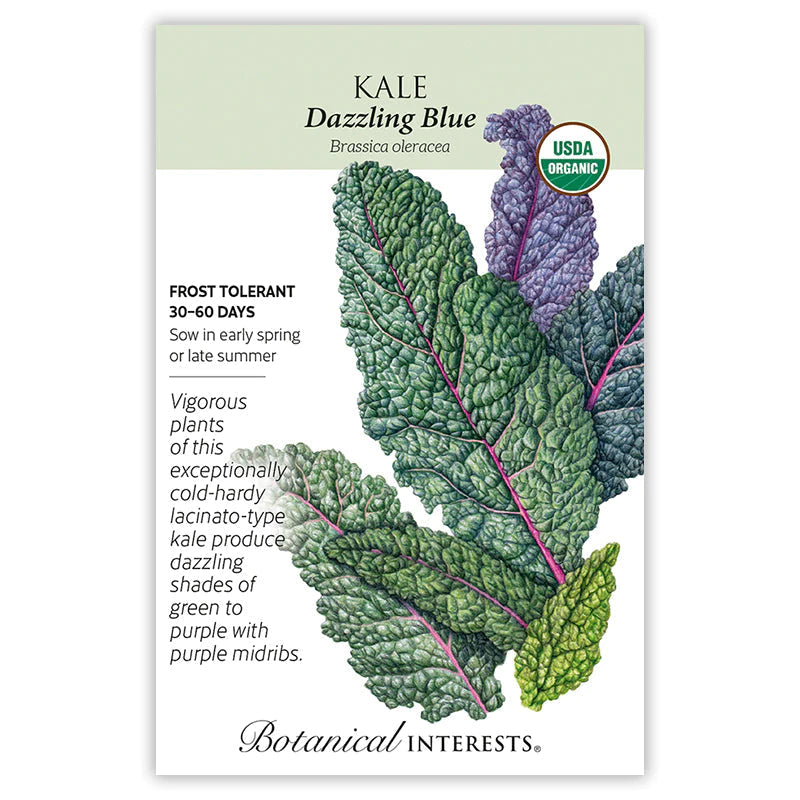 Kale Dazzling Blue Org Seed