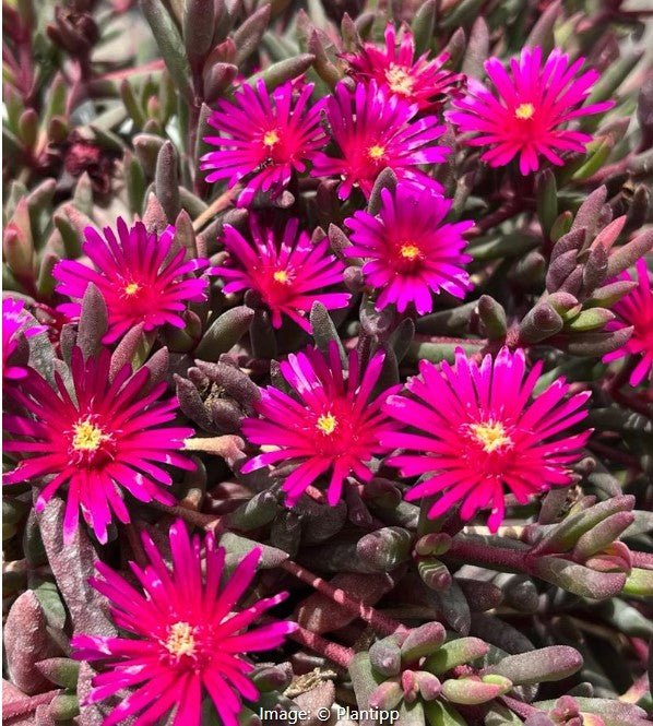 Ice Plant (Delosperma) Desert Dancers