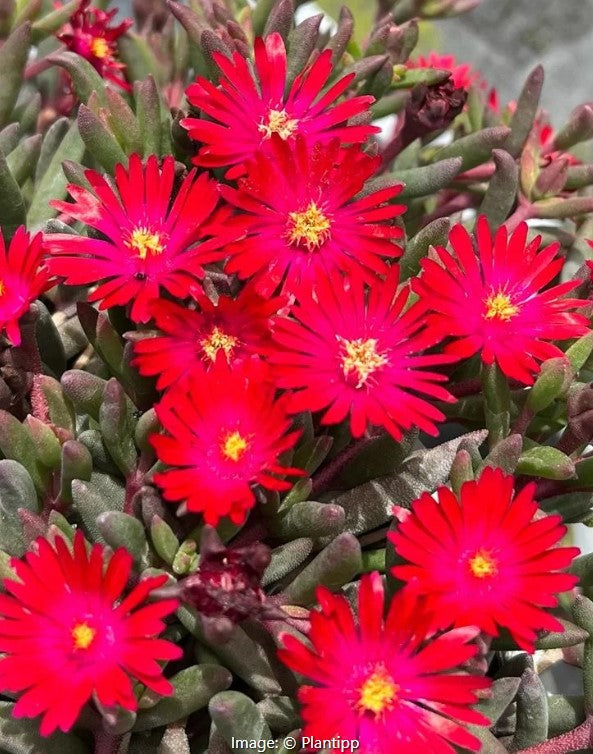 Ice Plant (Delosperma) Desert Dancers