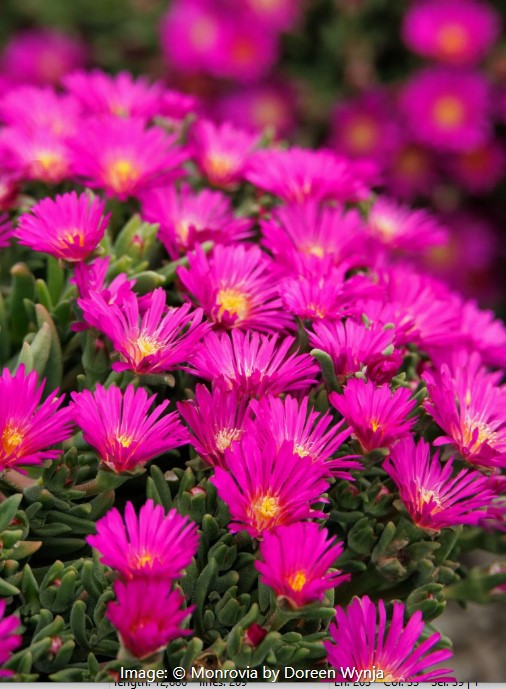 Ocean Sunset™ Violet Ice Plant