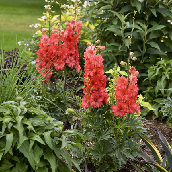 Delphinium Red Lark NEW 2025