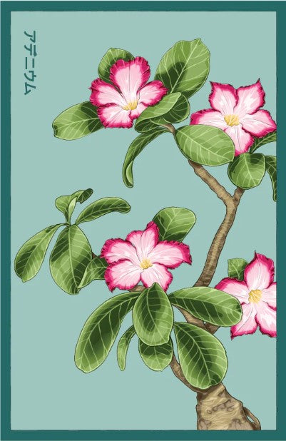 desert rose from seeds to plants Desert Rose Indoor Seeds Packet