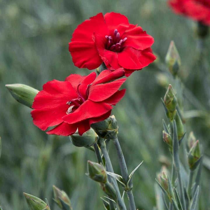 American Pie® Cherry Pie Dianthus