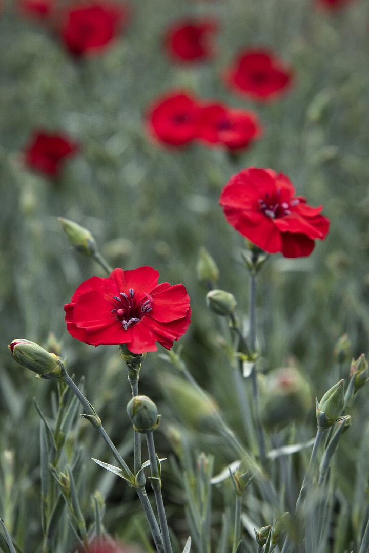 American Pie® Cherry Pie Dianthus
