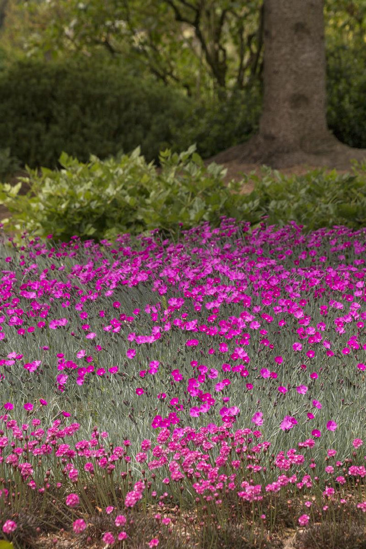 Firewitch Dianthus