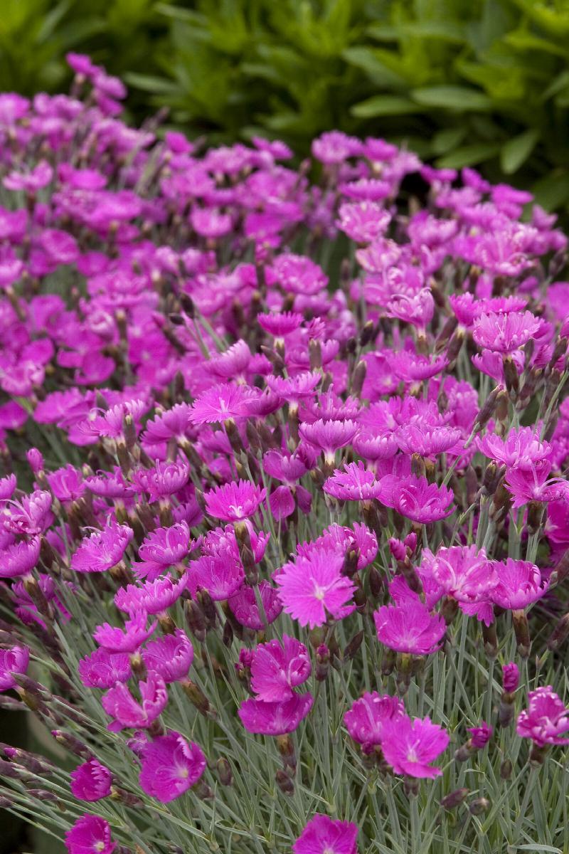 Firewitch Dianthus
