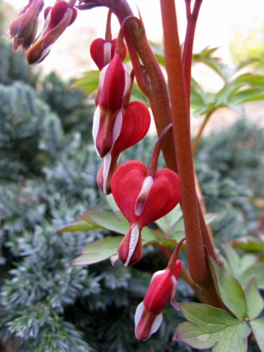 Valentine® Bleeding Heart