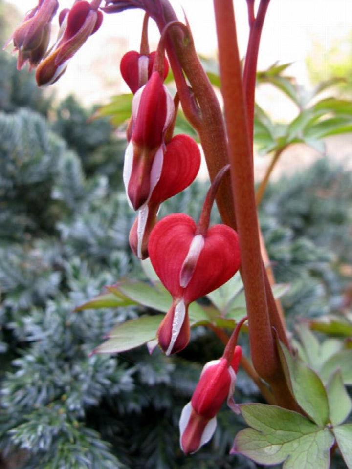 Valentine® Bleeding Heart