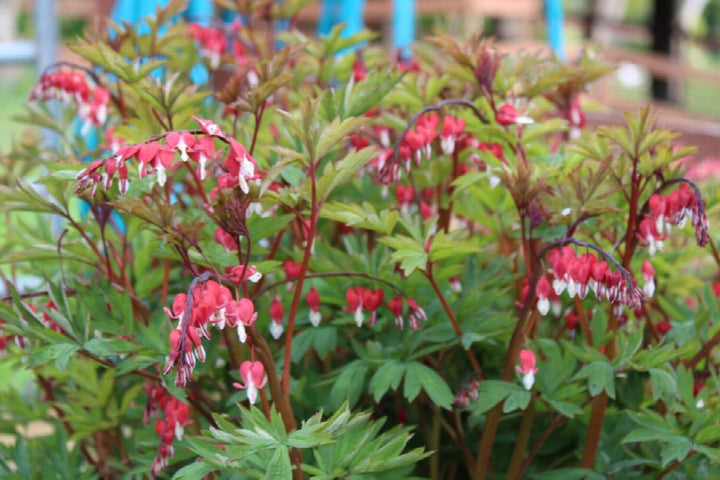 Valentine® Bleeding Heart