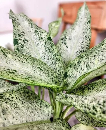 Dieffenbachia Camille