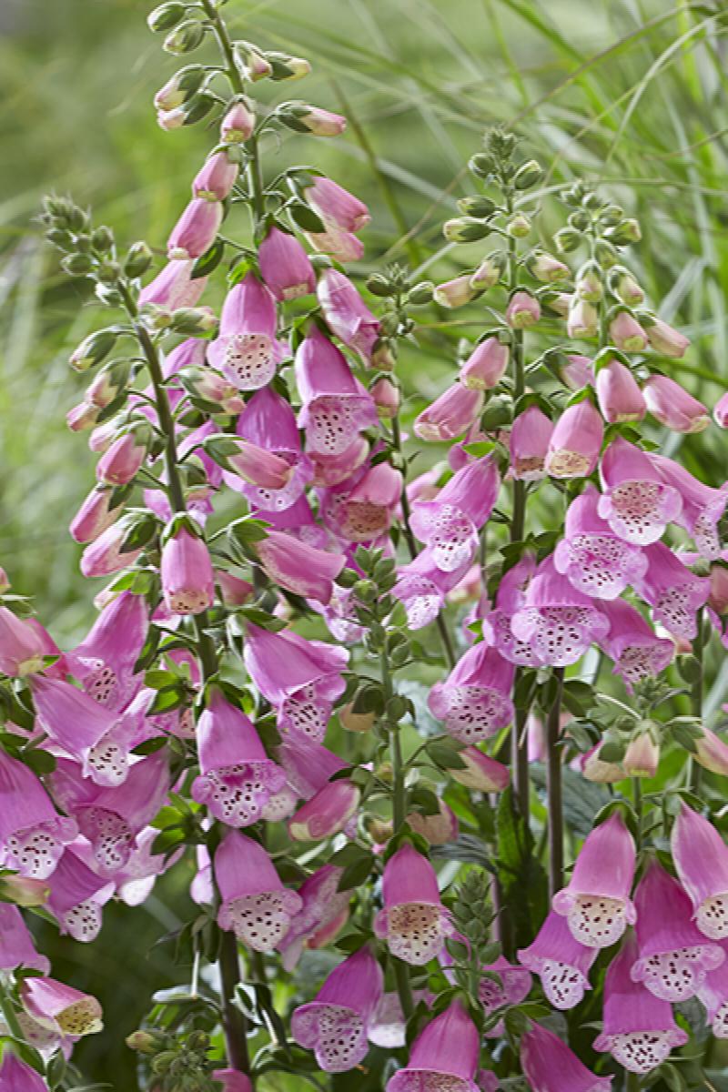 Pink Panther Foxglove