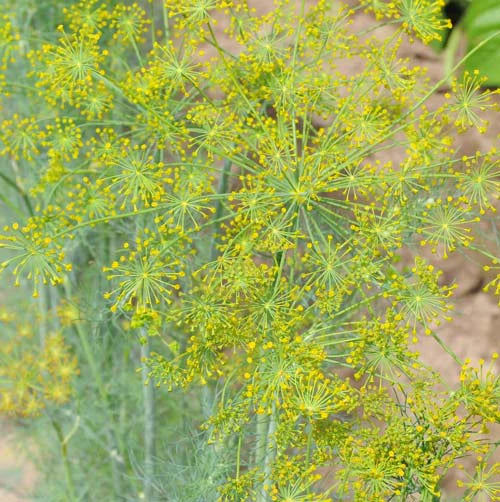 4" Chef Jeff's Herbs Dill Bouquet