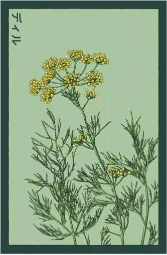 Dill Herb Seeds Pkt