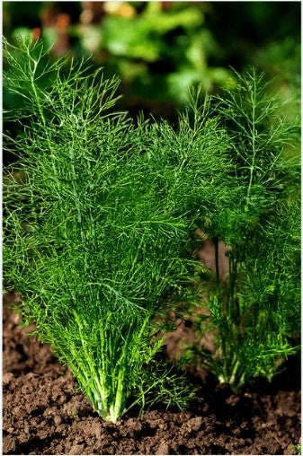 Dill Herb Seeds Pkt