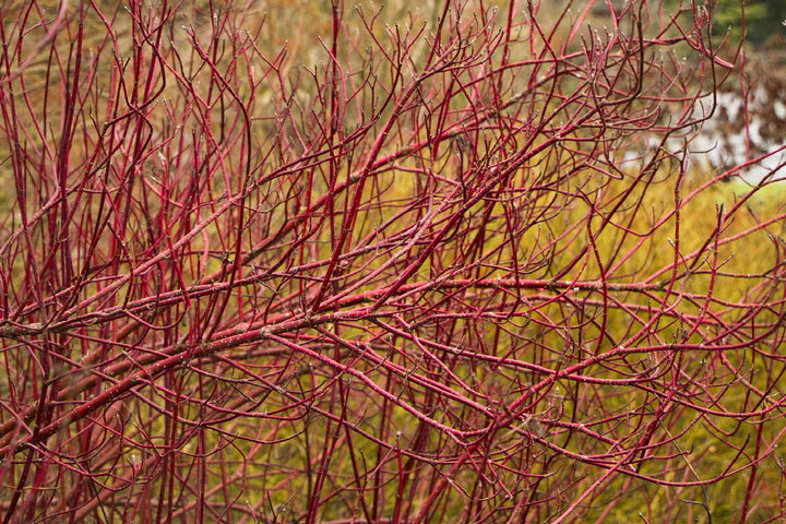 Red Twig Dogwood