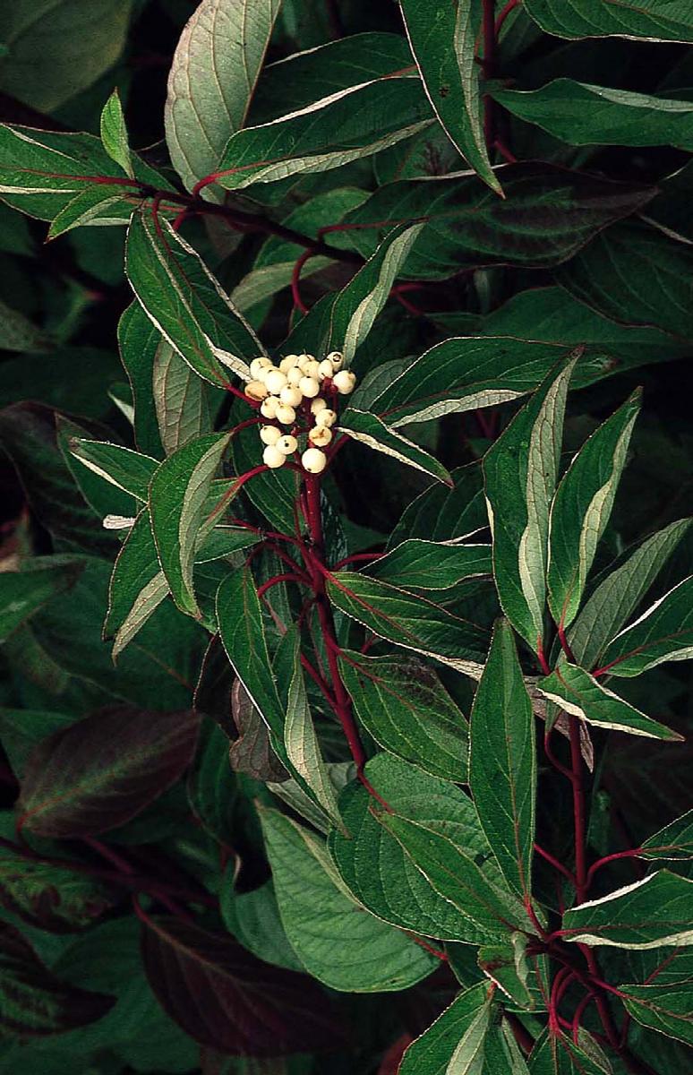 Red Twig Dogwood