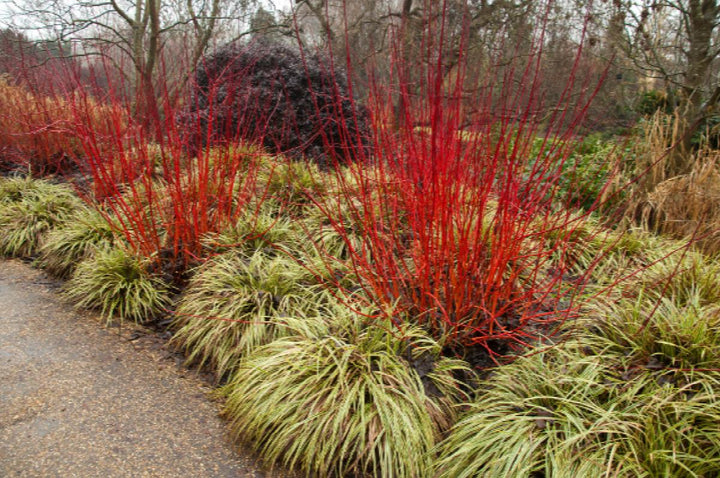 Red Twig Dogwood