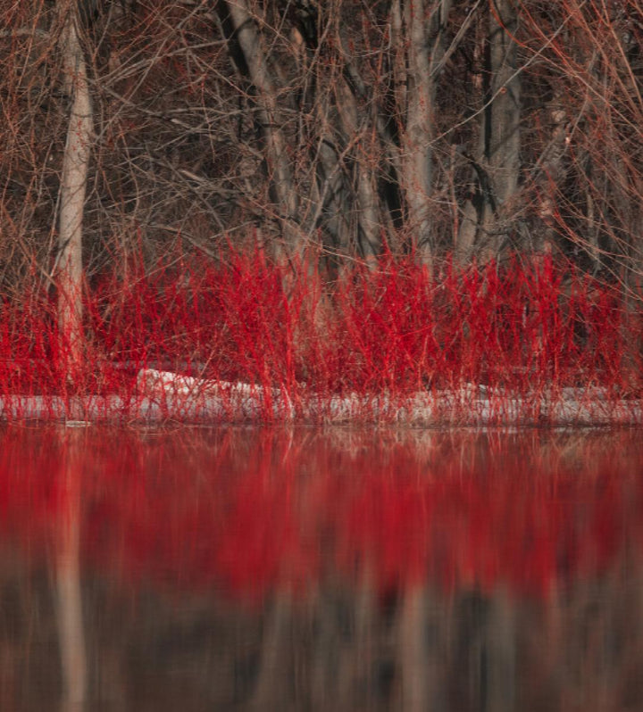 Red Twig Dogwood