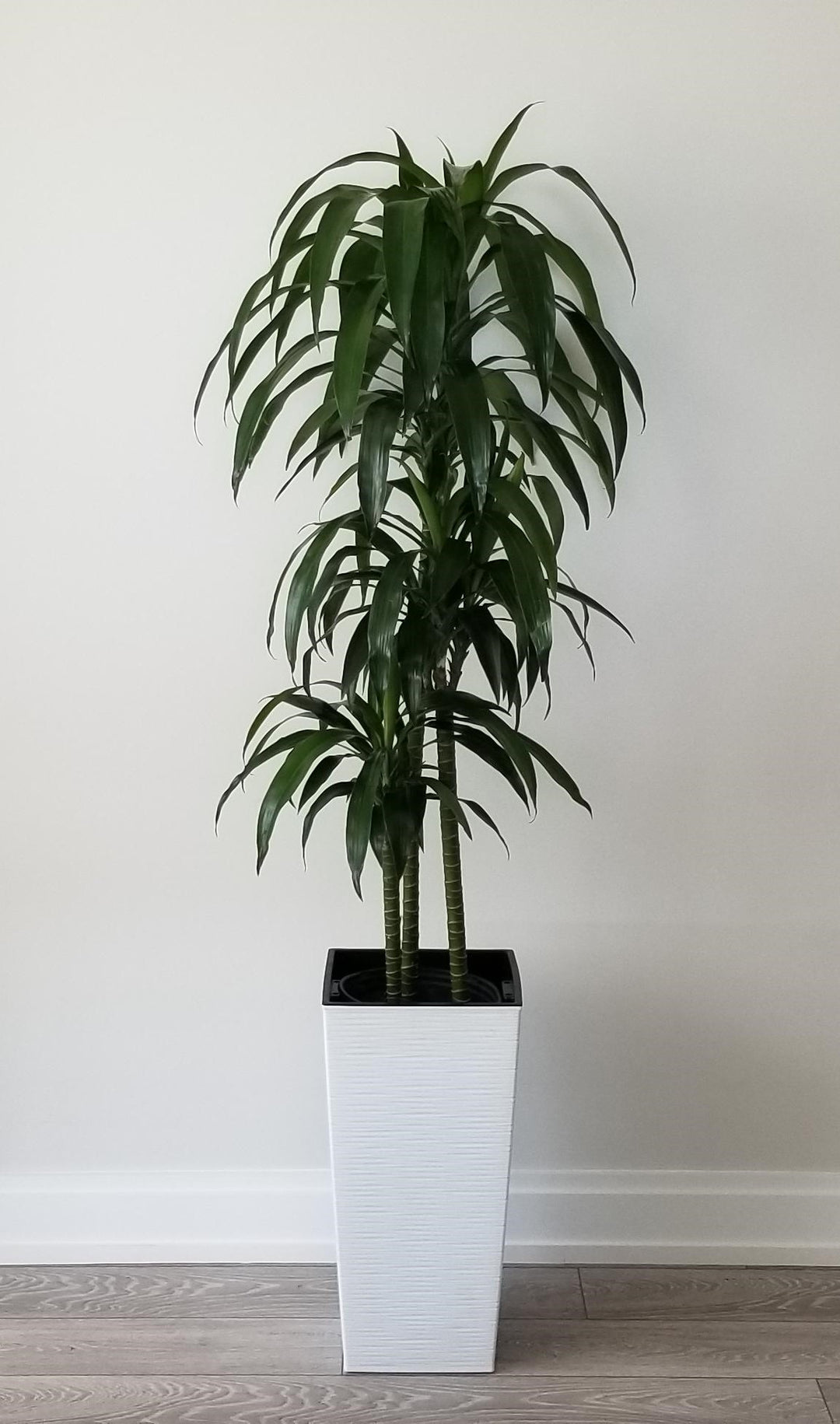 dracaena elegance plant Dracaena Elegance Cane