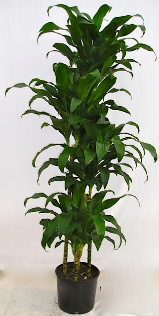 Dracaena Hawaii Girl