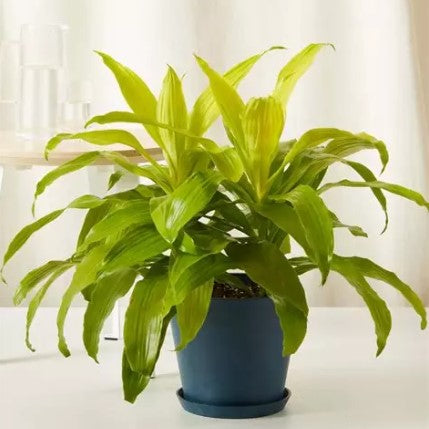 dracaena marginata bicolor lemon lime Dracaena Lemon Lime