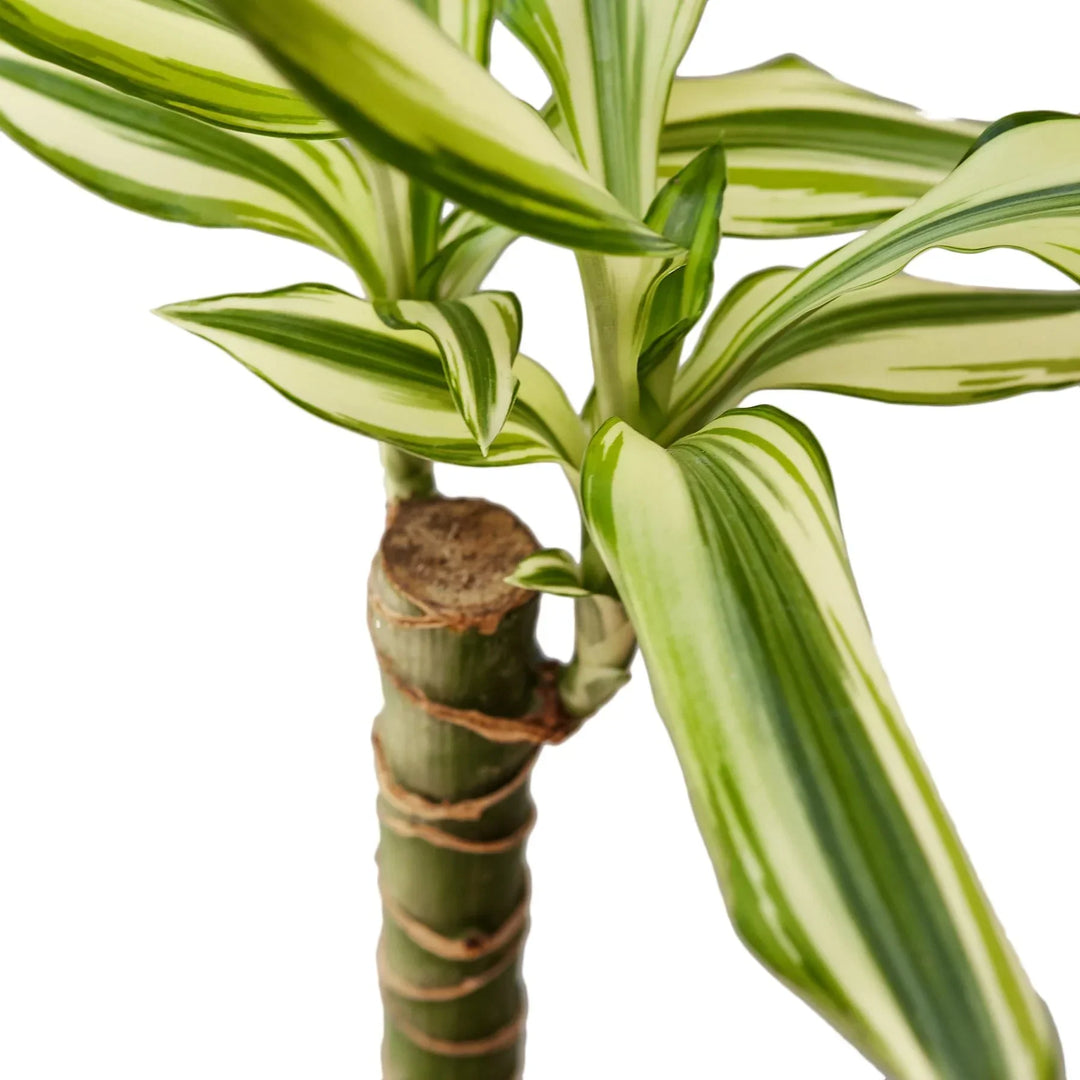 dracaena sol Dracaena Sted Sol