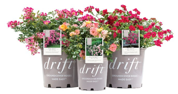 Drift - Rosa Drift® Rose