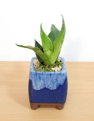 Drip pot with succulent or bamboo