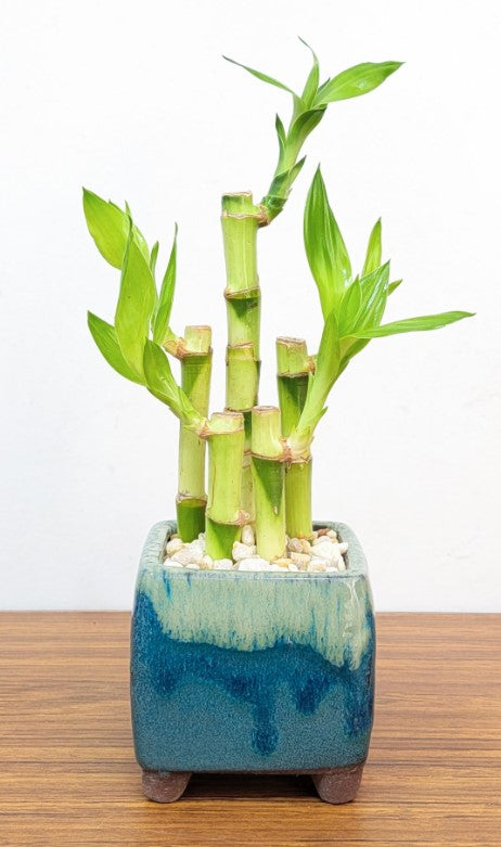 Drip pot with succulent or bamboo