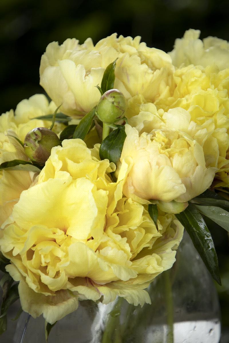 Duchesse de Lorraine Itoh Peony