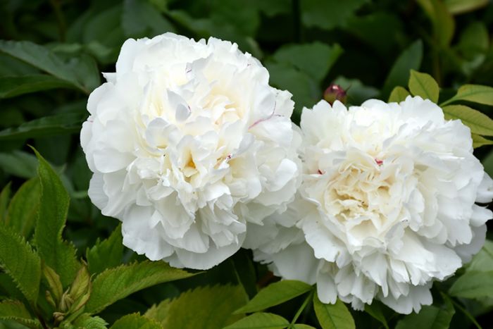 Paeonia - Peony