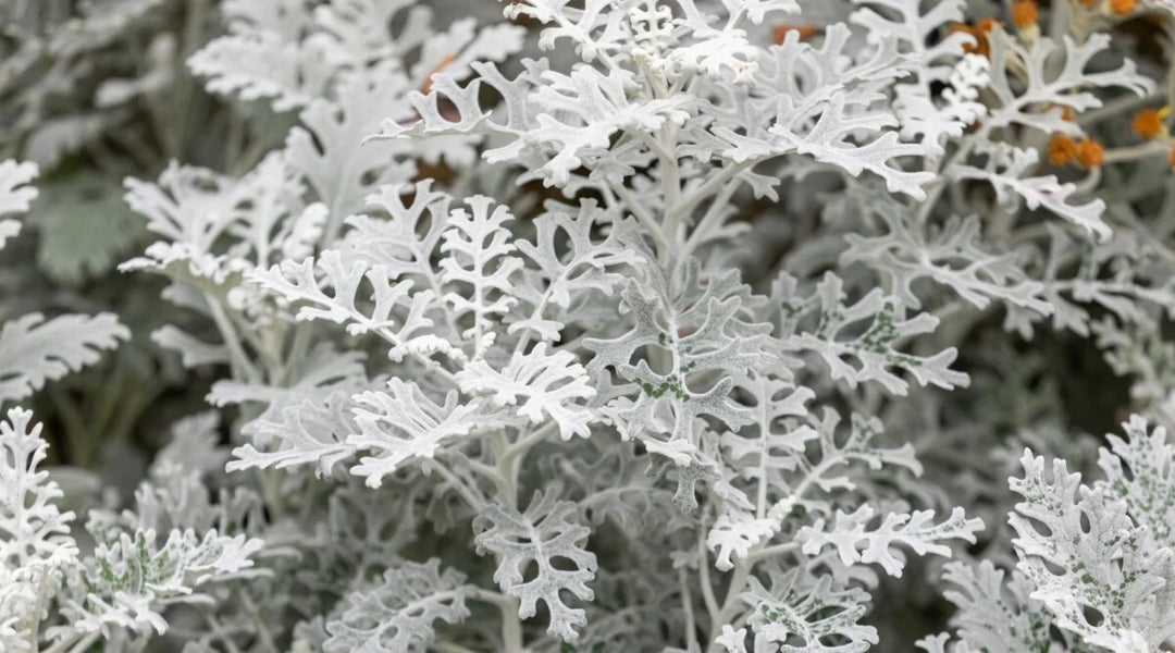 Dusty Miller Assortment