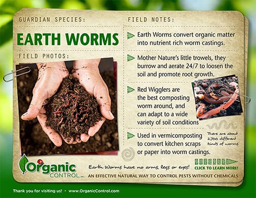 LIVE EARTH WORMS