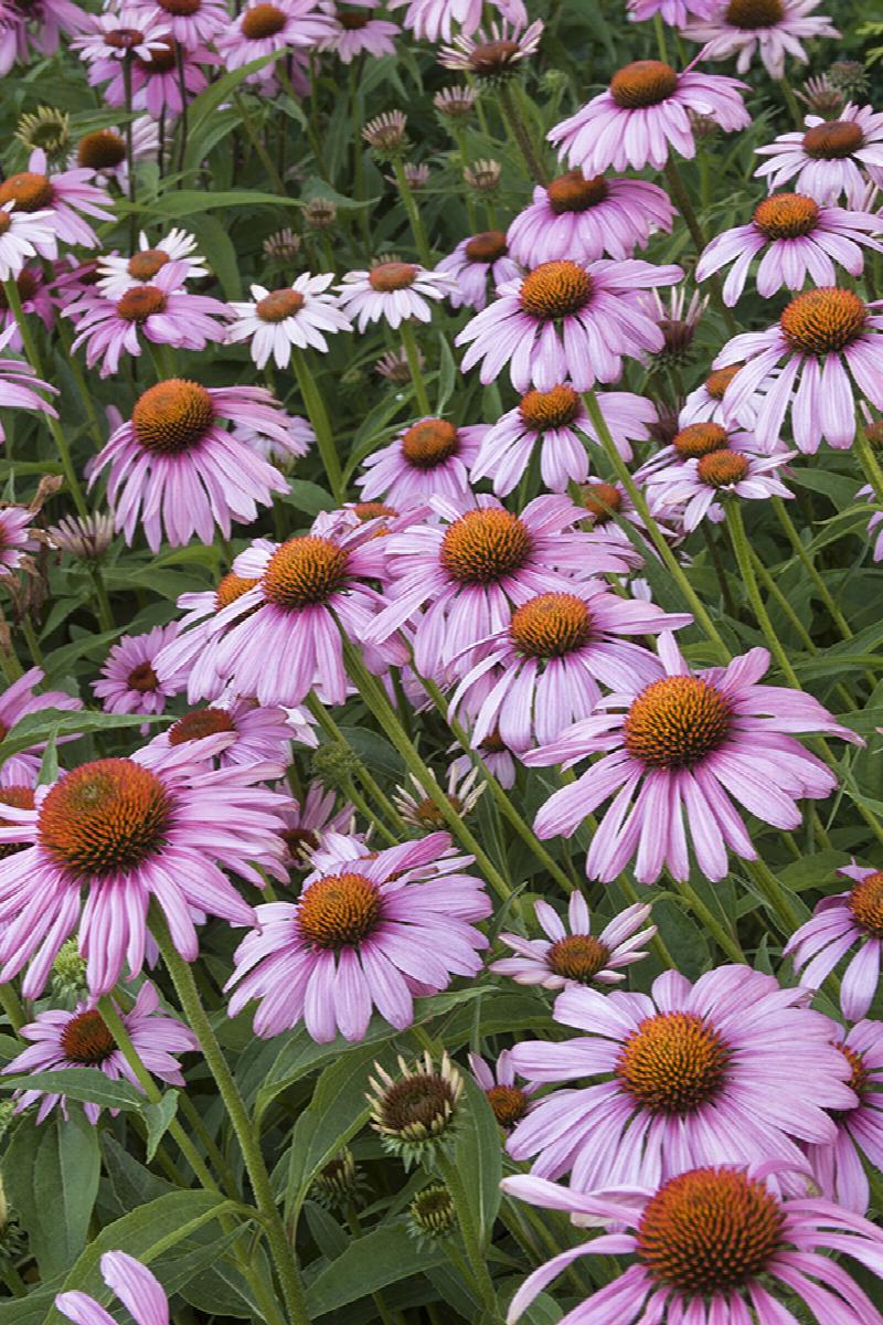 Magnus Purple Coneflower