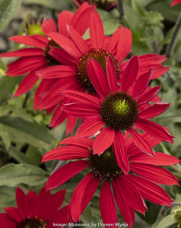 Evolution™  Coneflower vars