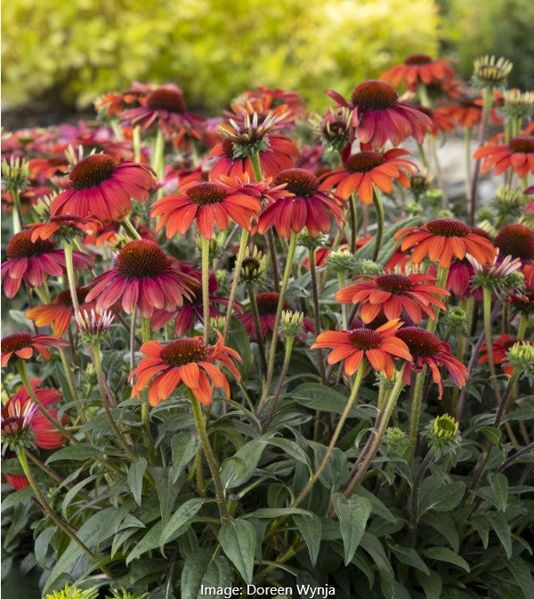 Evolution™  Coneflower vars