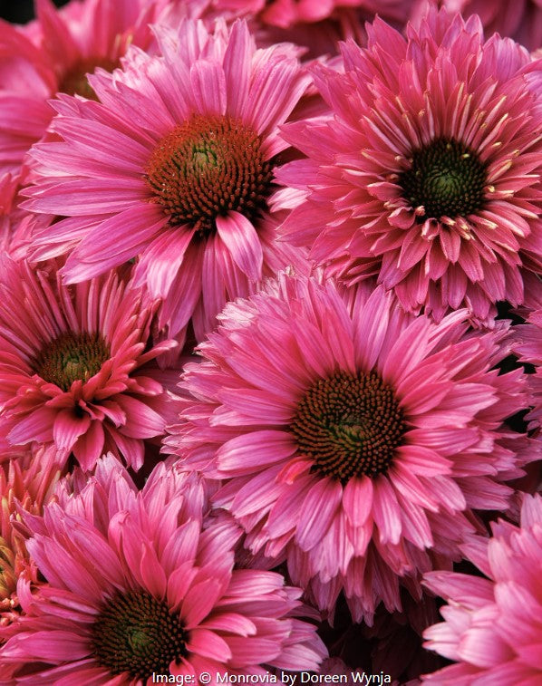 SunSeekers®  Coneflower vars