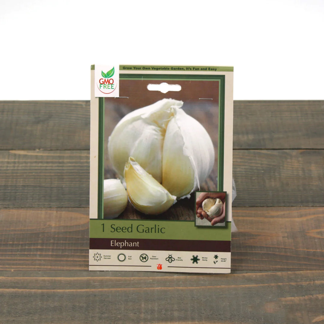 Allium (Garlic) Bulbs