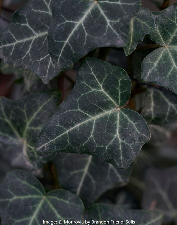 Thorndale English Ivy