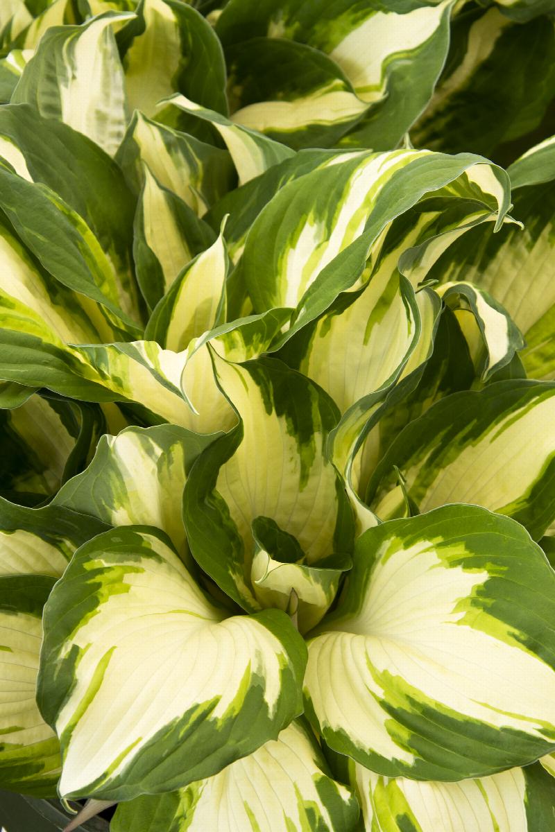 HOSTA CAPTAIN KIRK