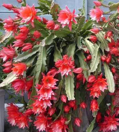 Orchid Cactus 6"