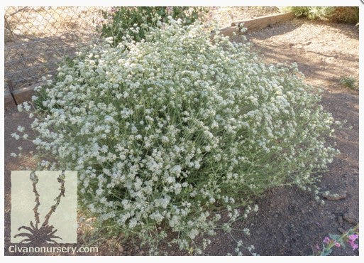 Little Rascal Buckwheat, Eriogonum