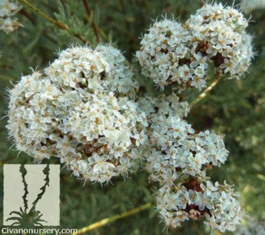 Little Rascal Buckwheat, Eriogonum