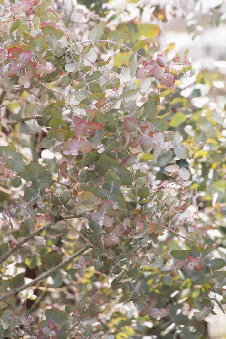 Silver Dollar Tree Eucalyptus