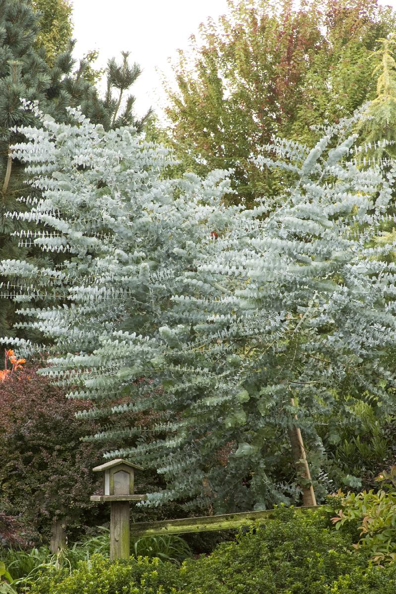 Silver Dollar Tree Eucalyptus