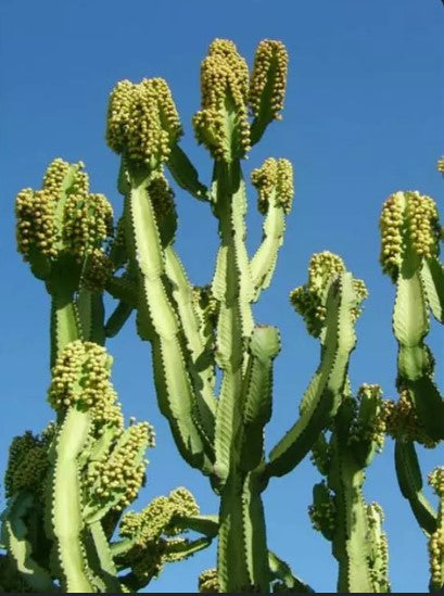 EUPHORBIA INGENS 7 Gal