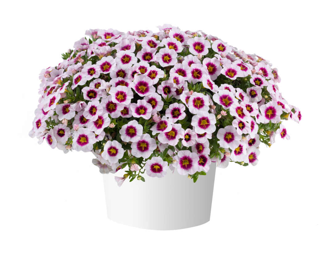Calibrachoa Eyeconic Cherry Blossom NEW for 2025